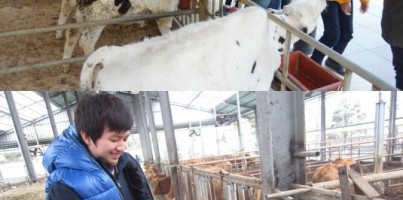 [주간보호]문화체험활동 "목장체험"