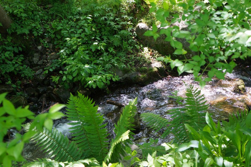 DSC05408.JPG